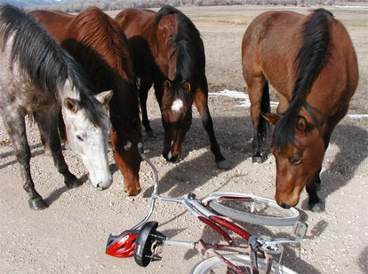 horses-and-bike.jpg